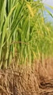 الحكومة تعلن أسعار جديدة لقصب السكر