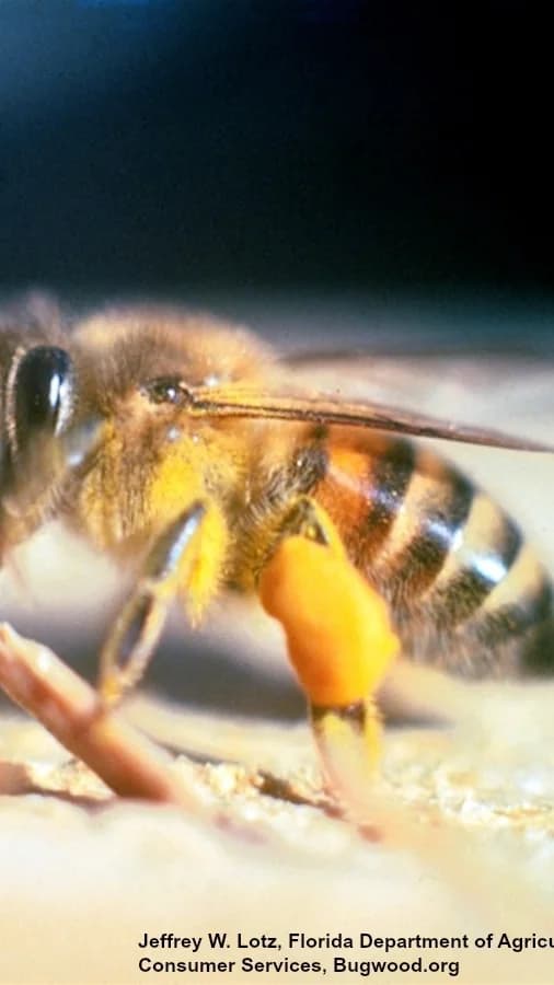 Afrique : Ce que les abeilles révèlent #JournéeMondialeAbeille